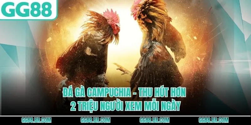 Đá Gà Campuchia - Thu Hút Hơn 2 Triệu Người Xem Mỗi Ngày