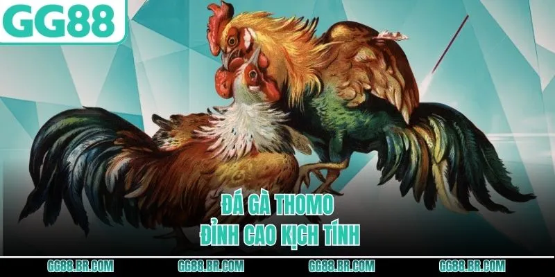 Đá gà Thomo đỉnh cao kịch tính