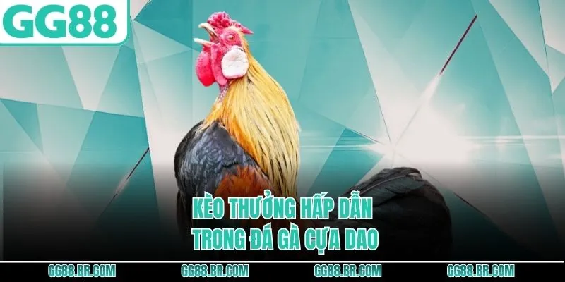 Kèo thưởng hấp dẫn trong đá gà cựa dao